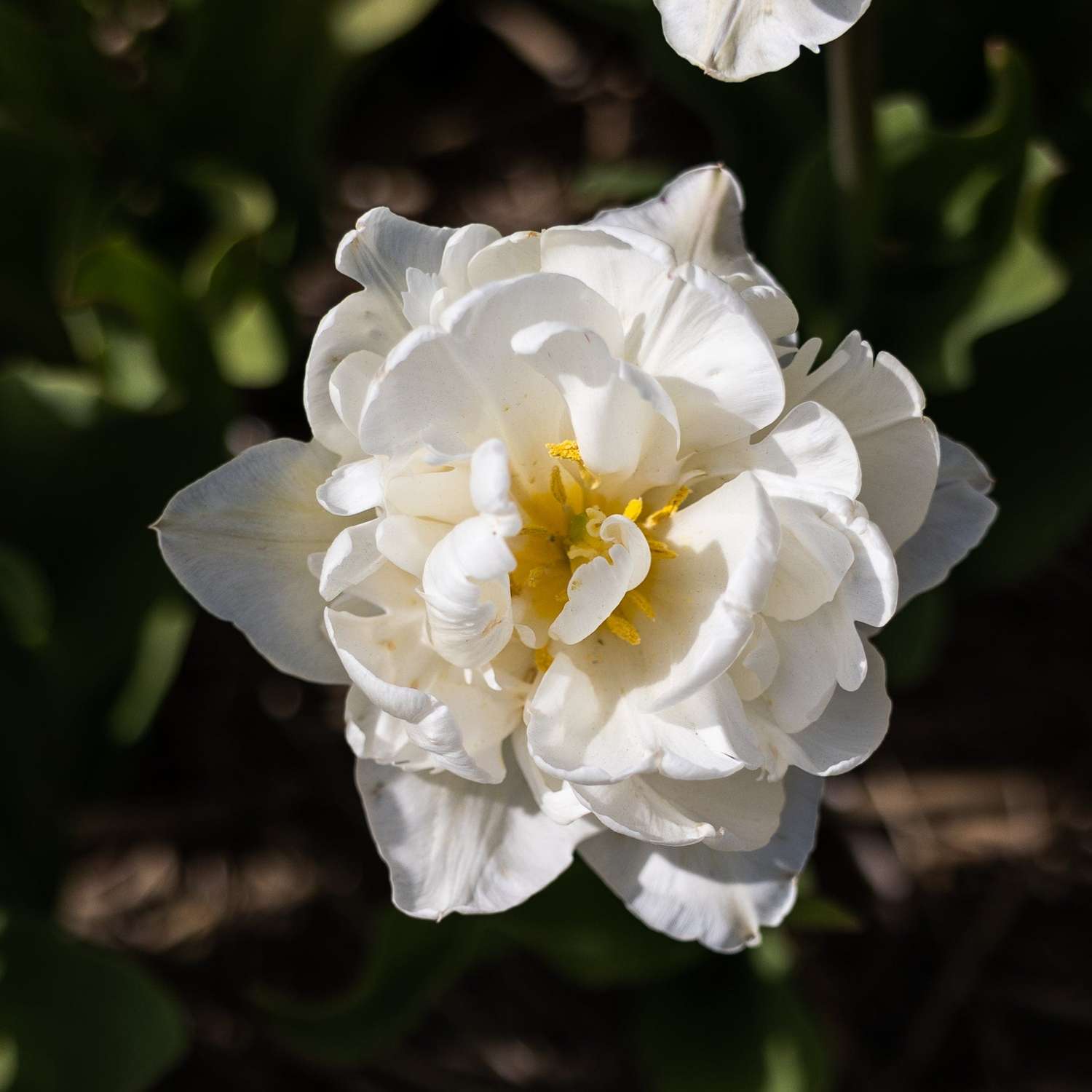 Tulipe 'Mount Tacoma'